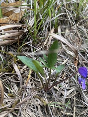 Viola egglestonii