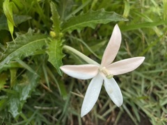 Hippobroma longiflora