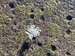 Myriolecis semipallida