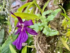 Miltonia moreliana