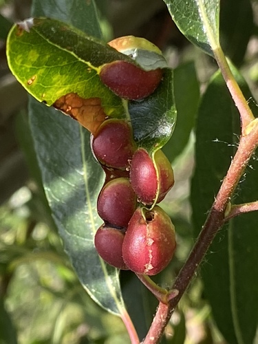 iNaturalist observation photo of Willow Apple Gall Sawfly