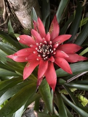 Bromeliaceae