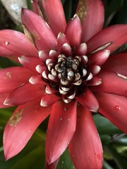 Bromeliaceae