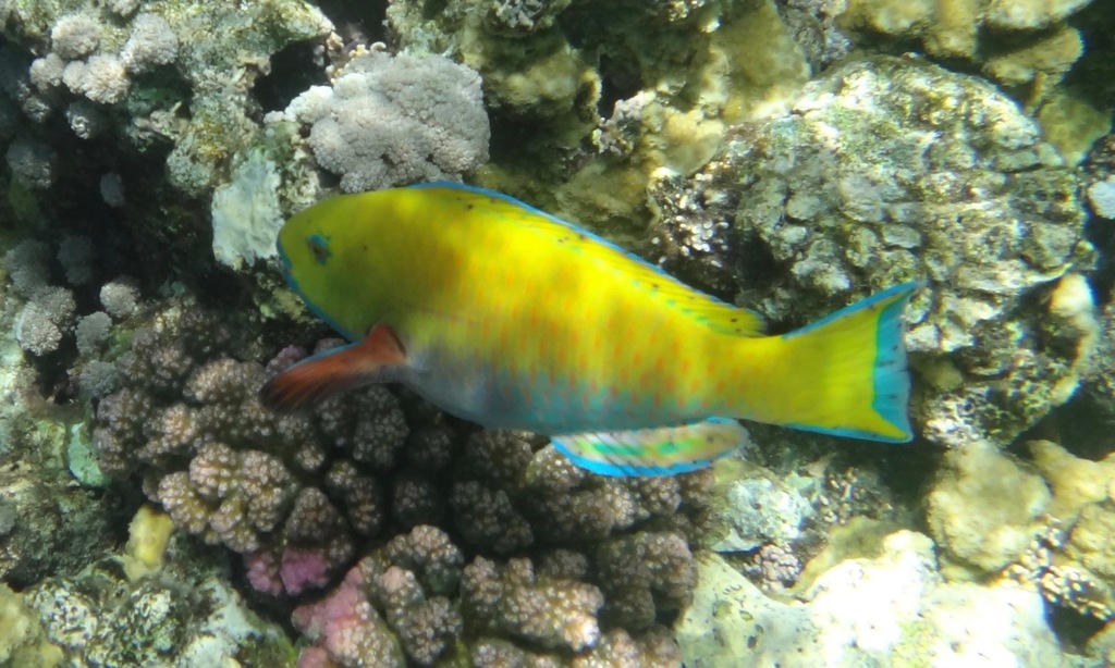 Bultkop-papegaaivis (Chlorurus gibbus) — Scaridae