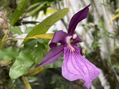 Miltonia moreliana