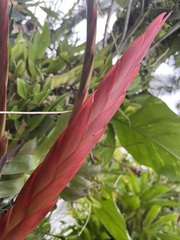 Bromeliaceae