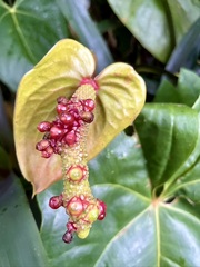 Anthurium andraeanum