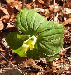 Trillium luteum