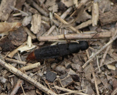 Platydracus mysticus