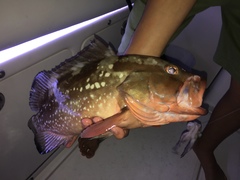 Epinephelus morio