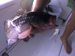 Epinephelus morio