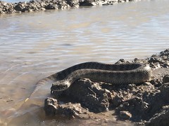 Acanthophis antarcticus