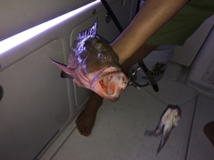 Epinephelus morio