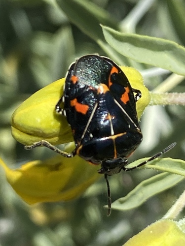 iNaturalist observation photo of Harlequin Bug