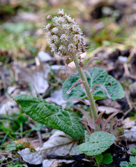 Petasites albus