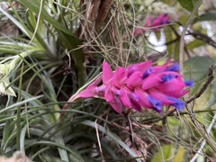 Tillandsia stricta