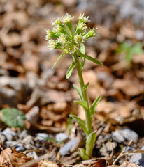 Petasites albus