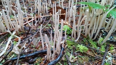 Alloclavaria purpurea