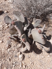 Opuntia basilaris