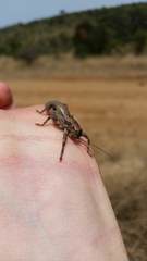 Enyaliopsis