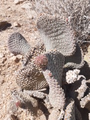 Opuntia basilaris