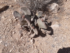 Opuntia basilaris