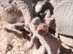 Opuntia basilaris