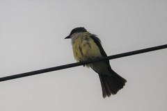 Tyrannus niveigularis