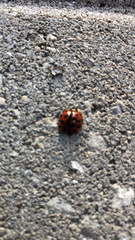 Harmonia axyridis