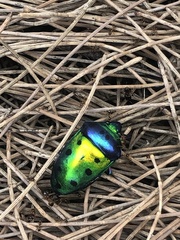 Calliphara excellens