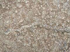 Imantodes gemmistratus luciodorsus