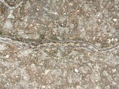 Imantodes gemmistratus luciodorsus