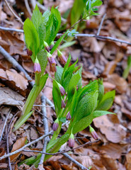 Scopolia carniolica