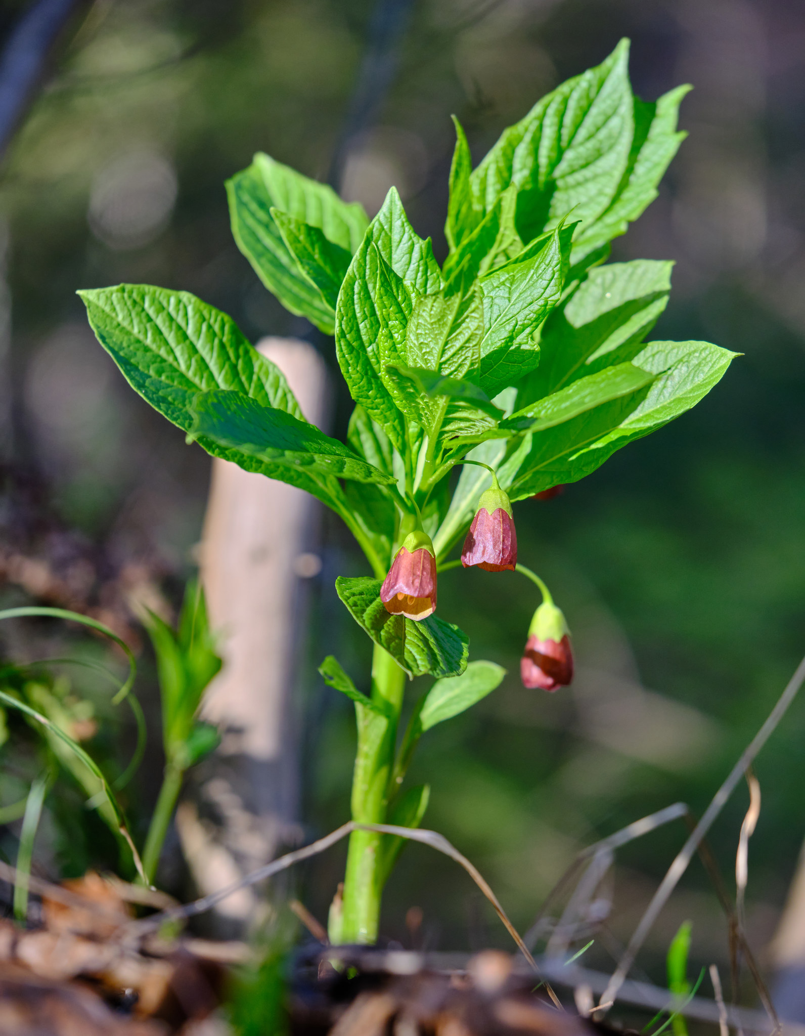 Scopolia carniolica
