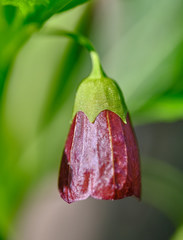 Scopolia carniolica