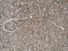 Imantodes gemmistratus luciodorsus