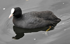 Fulica atra