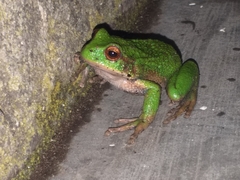 Gastrotheca