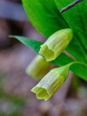 Scopolia carniolica
