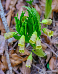 Scopolia carniolica