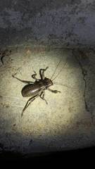 Enyaliopsis