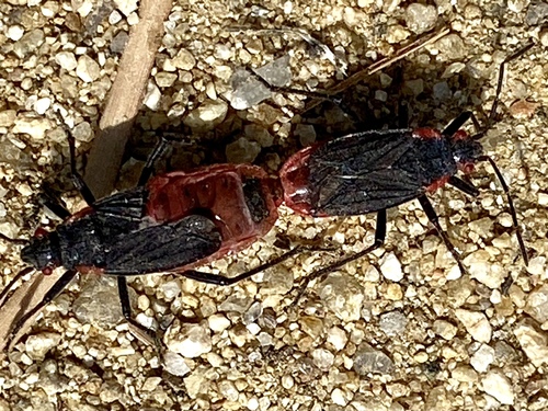 iNaturalist observation photo of Red-shouldered Bug