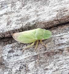 Xerophloea major