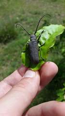 Cochliopalpus catherina