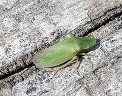 Xerophloea major