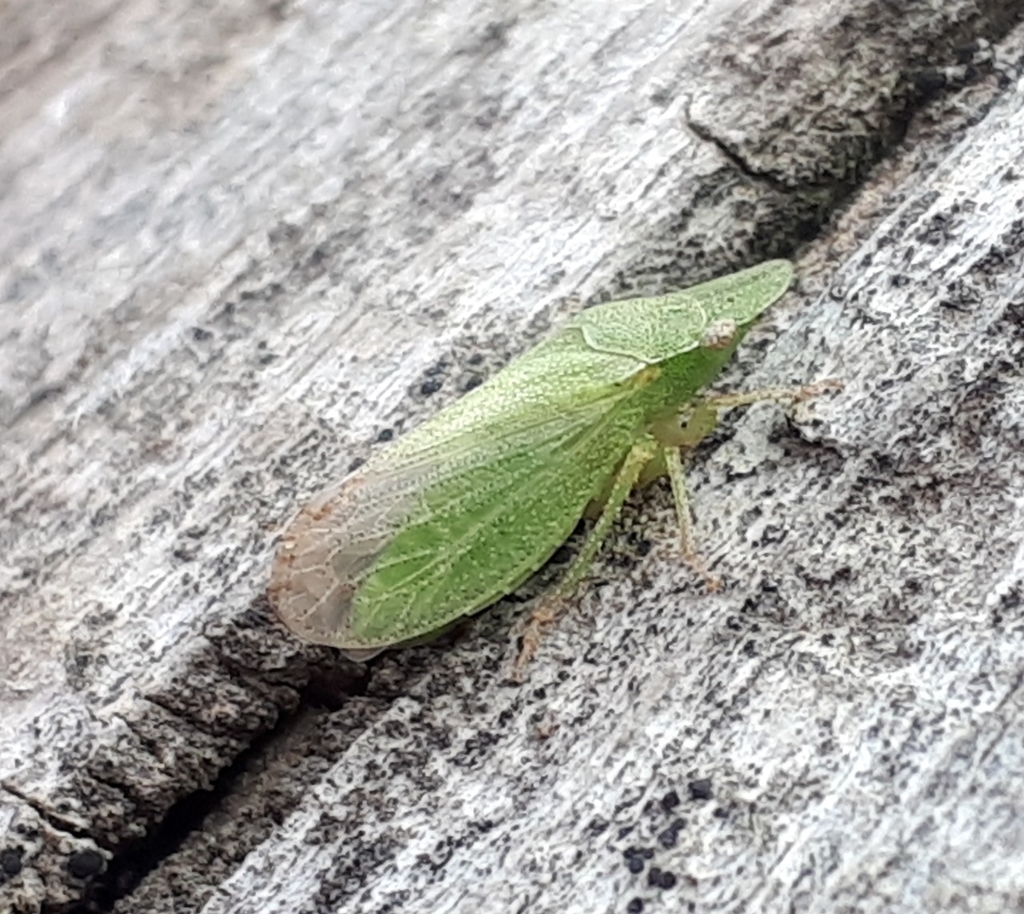 Xerophloea major