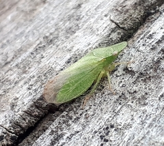 Xerophloea major