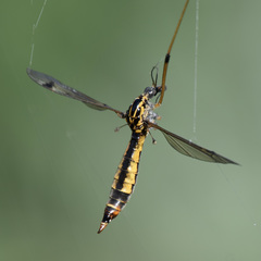 Tipula californica