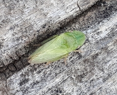 Xerophloea major