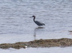 Egretta rufescens